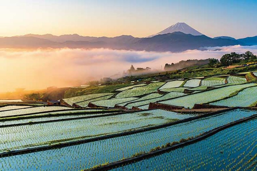 Jigsaw Puzzle: Fuji And Rice Terraces At Sunrise 1000P (75 X 50Cm) Wholesale